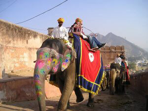 sri lankan elephants