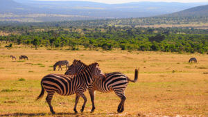 Sports tours to Kenya